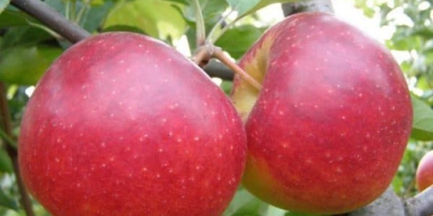 Opis stabala jabuke fuji otporne na mraz